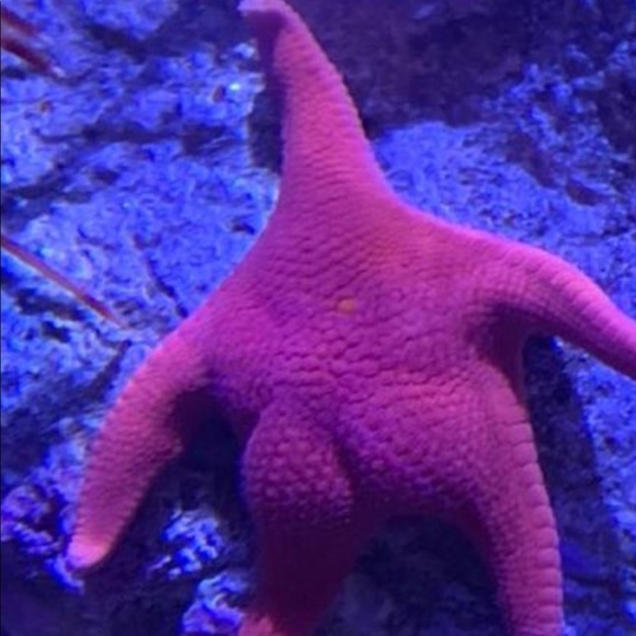 Meet your Posher, Cade - Picture 1 of 1